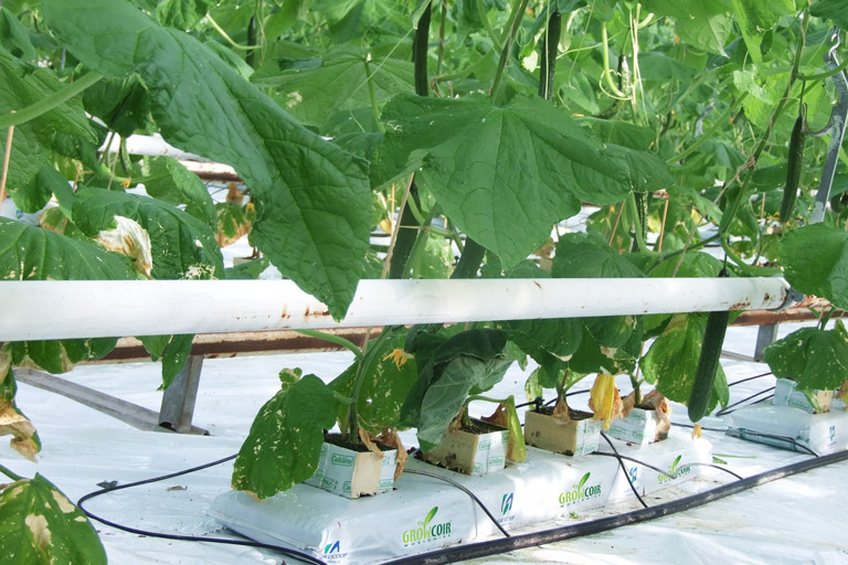 GROWCOIR CUCUMBER GROW BAG 100 Organic Growing Media